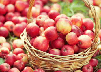 UK Apple Harvest 2024: Larger Yields Despite Weather Challenges