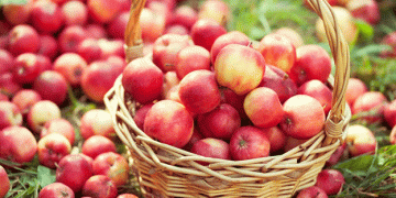 UK Apple Harvest 2024: Larger Yields Despite Weather Challenges