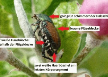 Rising Threat: How to Identify and Prevent the Spread of the Japanese Beetle in Germany