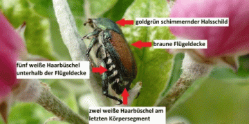 Rising Threat: How to Identify and Prevent the Spread of the Japanese Beetle in Germany