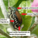 Rising Threat: How to Identify and Prevent the Spread of the Japanese Beetle in Germany
