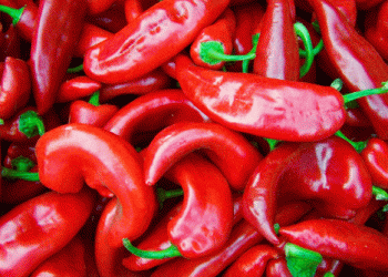 Bafra Plain’s Capia Pepper Harvest: A Boost for Turkish Farmers Amid Rising Exports to the EU