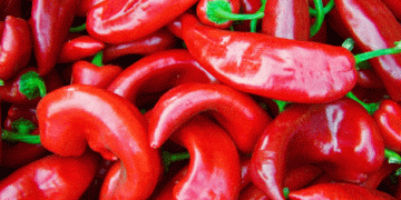 Bafra Plain’s Capia Pepper Harvest: A Boost for Turkish Farmers Amid Rising Exports to the EU