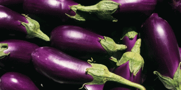 Belgium’s Organic Sector: Spending Rises, But Production Faces Challenges