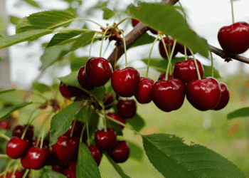 Chilean Cherry Exports Face Logistical and Phytosanitary Challenges Amid Record-Breaking Season