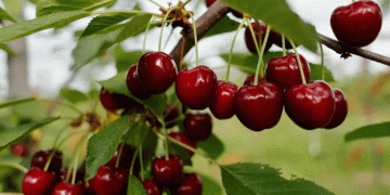 Chilean Cherry Exports Face Logistical and Phytosanitary Challenges Amid Record-Breaking Season