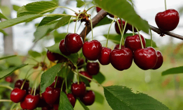 Chilean Cherry Exports Face Logistical and Phytosanitary Challenges Amid Record-Breaking Season