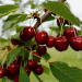 Chilean Cherry Exports Face Logistical and Phytosanitary Challenges Amid Record-Breaking Season