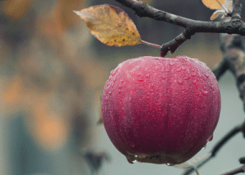 Austrian Table Apples: Firm Prices at the Start of a Challenging Season