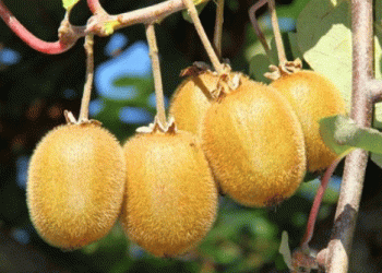 Navigating the Future: How Chile’s Kiwi Industry Must Adapt in a Competitive Global Market