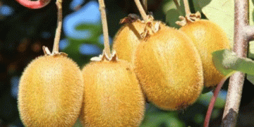 Navigating the Future: How Chile’s Kiwi Industry Must Adapt in a Competitive Global Market