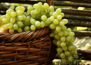 Murcia Dominates Spain’s Seedless Table Grape Market: A Closer Look at the Region’s Agricultural Prowess
