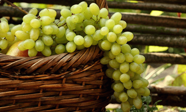 Murcia Dominates Spain’s Seedless Table Grape Market: A Closer Look at the Region’s Agricultural Prowess
