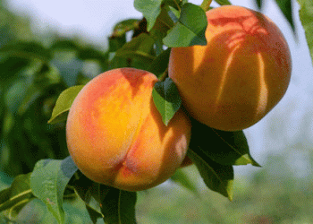 A Promising Rise for Hungarian Peaches: Forecasts Point to Increased Yields Amid Global Market Shifts