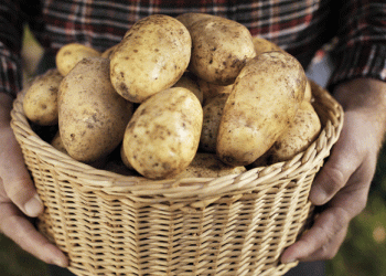 Austria’s Potato Market Faces Challenges from Wireworm Infestations Amidst Strong Supply