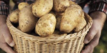 Austria’s Potato Market Faces Challenges from Wireworm Infestations Amidst Strong Supply