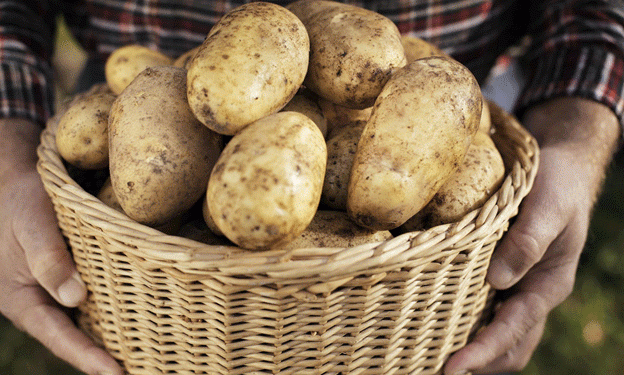 Austria’s Potato Market Faces Challenges from Wireworm Infestations Amidst Strong Supply