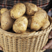 Austria’s Potato Market Faces Challenges from Wireworm Infestations Amidst Strong Supply