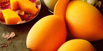 Peruvian Mango Exports: Overcoming Challenges and Prospects for a Recovery in 2024/2025