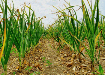 Peruvian Garlic Industry Faces Challenging First Half, Optimistic for Growth in the Second