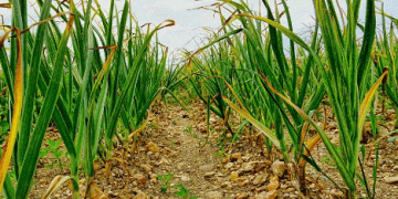 Peruvian Garlic Industry Faces Challenging First Half, Optimistic for Growth in the Second