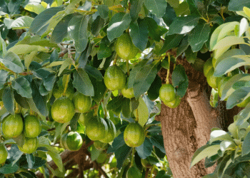Peruvian Avocado Exports: A Decline in Volume but a Surge in Value—What This Means for the Global Market