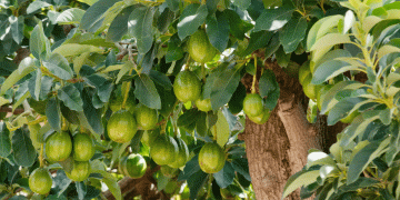 Peruvian Avocado Exports: A Decline in Volume but a Surge in Value—What This Means for the Global Market