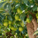 Peruvian Avocado Exports: A Decline in Volume but a Surge in Value—What This Means for the Global Market