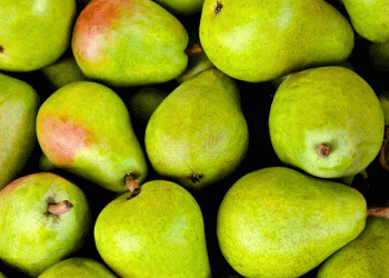 Turkey’s Santa Maria Pear Harvest Kicks Off in Gürsu, Bursa: A Record-Breaking Season Amidst Labor Challenges