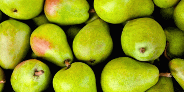 Turkey’s Santa Maria Pear Harvest Kicks Off in Gürsu, Bursa: A Record-Breaking Season Amidst Labor Challenges