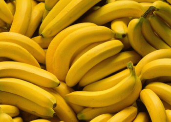 Guatemala’s One Banana Expands Exports: New Plantain Farm Signals Growth in Sustainable Agriculture