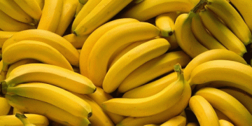 Guatemala’s One Banana Expands Exports: New Plantain Farm Signals Growth in Sustainable Agriculture