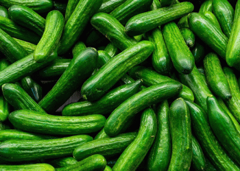 Bacterial Infections Devastate Cucumber Harvest in Poland: A Season Ruined