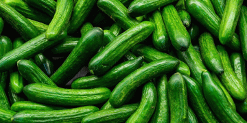 Bacterial Infections Devastate Cucumber Harvest in Poland: A Season Ruined