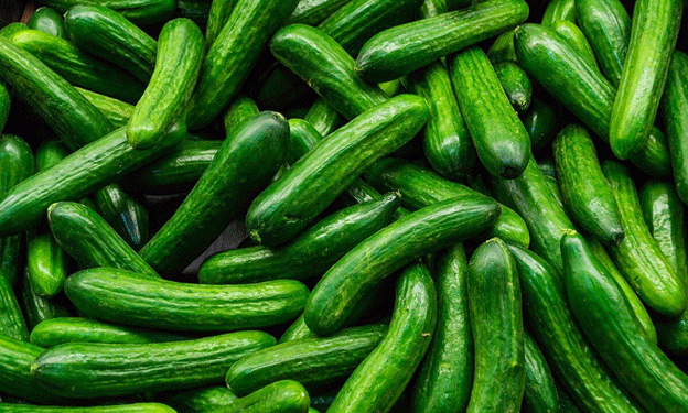 Bacterial Infections Devastate Cucumber Harvest in Poland: A Season Ruined