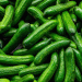 Bacterial Infections Devastate Cucumber Harvest in Poland: A Season Ruined