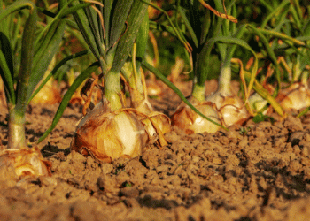 Austria’s Onion Market Slows Down: Low Demand Meets High Supply