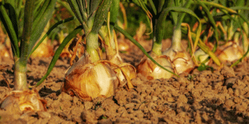 Austria’s Onion Market Slows Down: Low Demand Meets High Supply