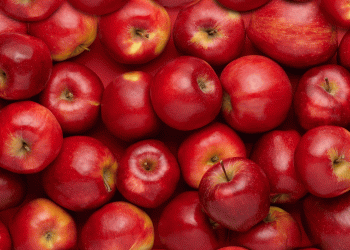 Record Prices Set the Stage for Poland’s Apple Season: What Farmers Need to Know