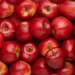 Record Prices Set the Stage for Poland’s Apple Season: What Farmers Need to Know