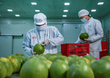 Vietnam’s Fresh Pomelo Now Approved for Export to South Korea