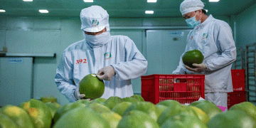 Vietnam’s Fresh Pomelo Now Approved for Export to South Korea