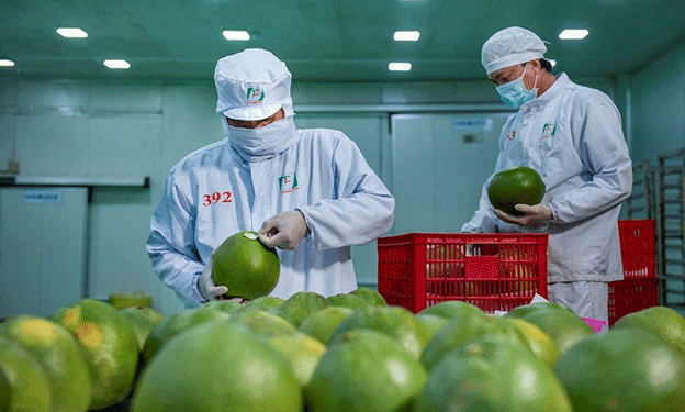 Vietnam’s Fresh Pomelo Now Approved for Export to South Korea