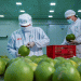 Vietnam’s Fresh Pomelo Now Approved for Export to South Korea
