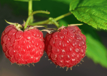 Early Raspberry Harvests Disrupt Global Market: High Demand Meets Insufficient Supply