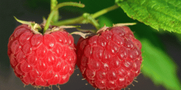 Early Raspberry Harvests Disrupt Global Market: High Demand Meets Insufficient Supply