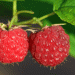 Early Raspberry Harvests Disrupt Global Market: High Demand Meets Insufficient Supply