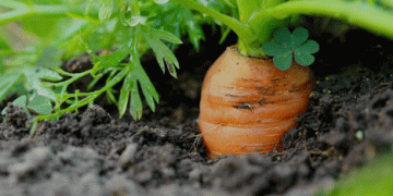 Weather Woes: Poland’s Field Vegetable Harvest Severely Impacted in 2024