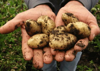 Austrian Potato Market: Harvest in Full Swing Amid Varying Yields and Quality Concerns