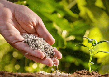 Russian Fertilizer Industry: A 14.2% Growth Surge Powers Agricultural Success in 2024